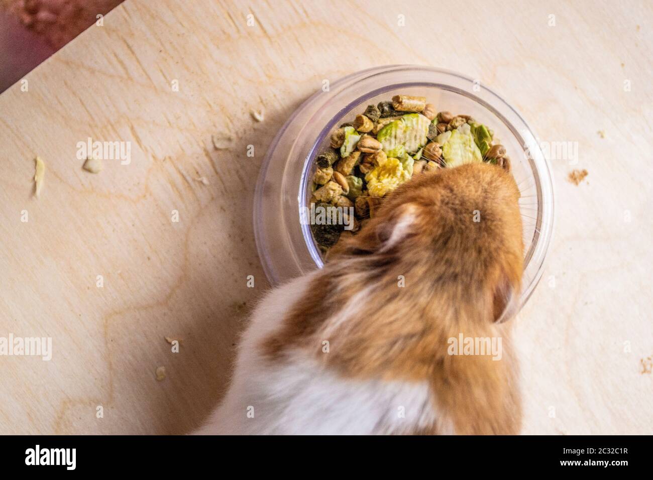 Syrian hamster eating from a food bowl in cage Stock Photo Alamy