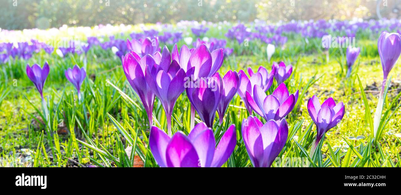 First beautiful spring flowers in the park Stock Photo - Alamy