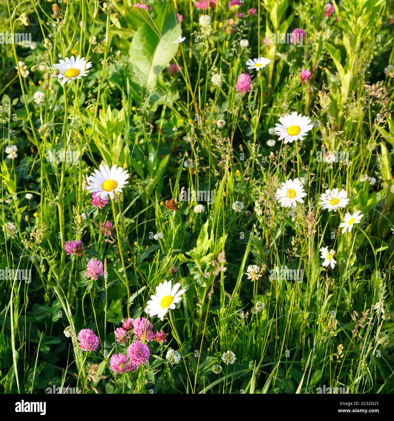 Beautiful green meadow hi-res stock photography and images - Alamy