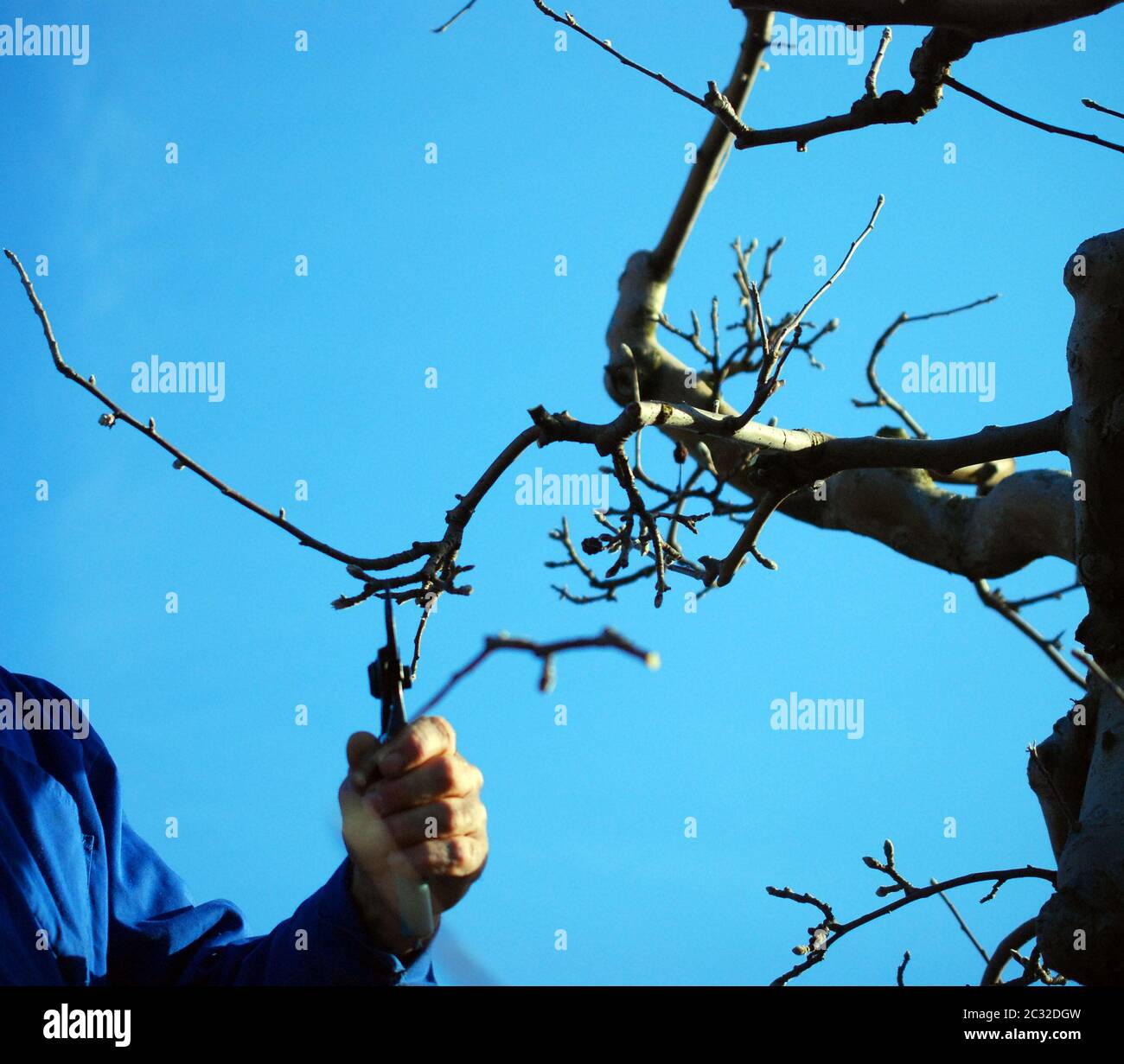 Pruning apple tree hi-res stock photography and images - Alamy