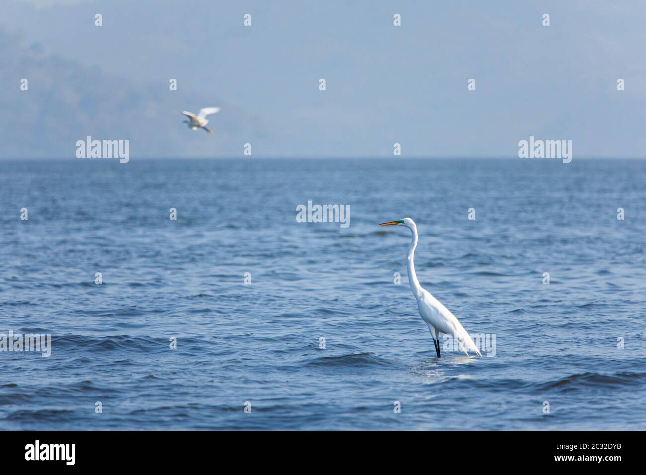 A couple of Great Egrets on Lake Catemaco, Veracruz, Mexico. Stock Photo