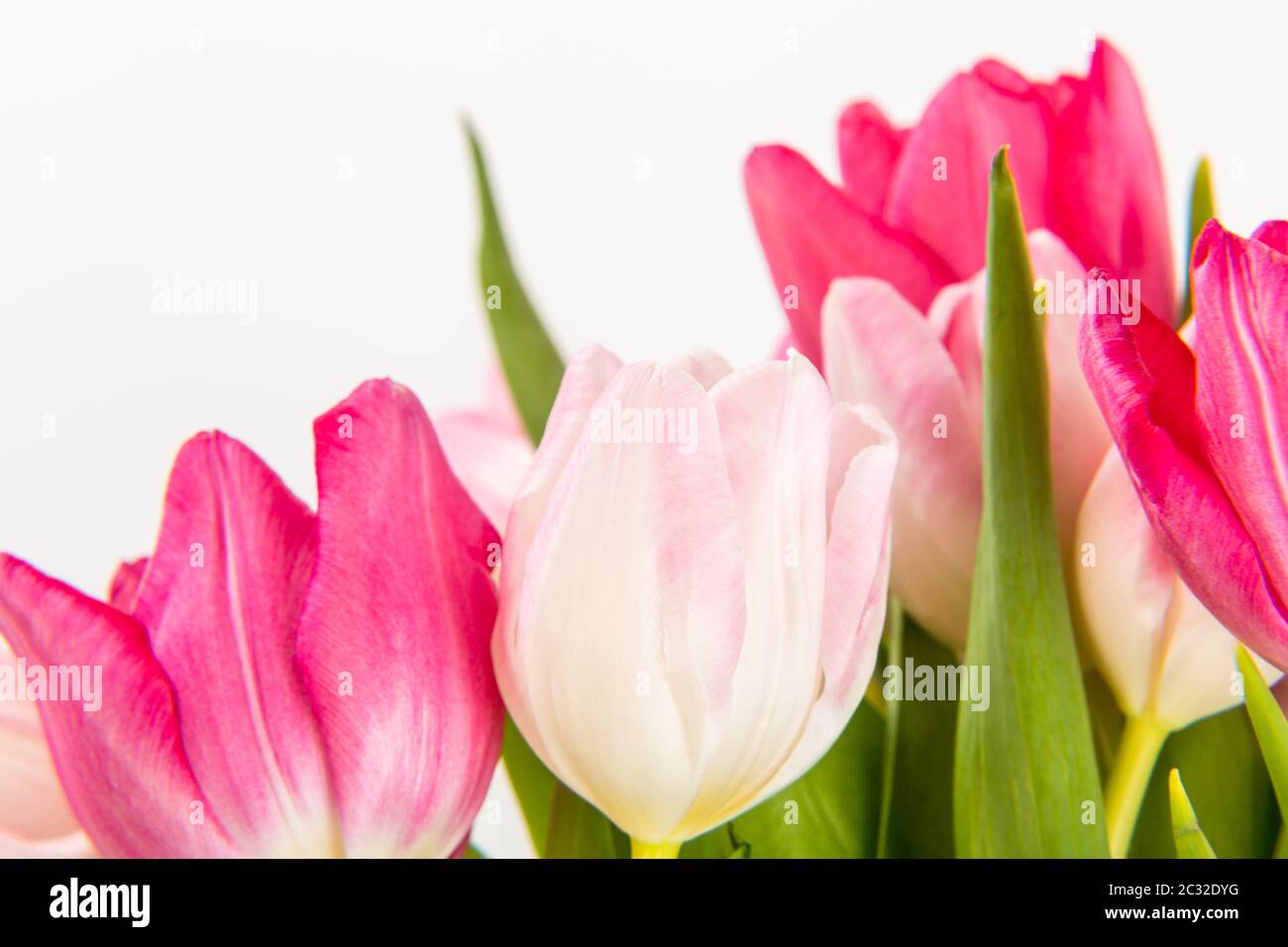 Fresh spring tulips on white Stock Photo