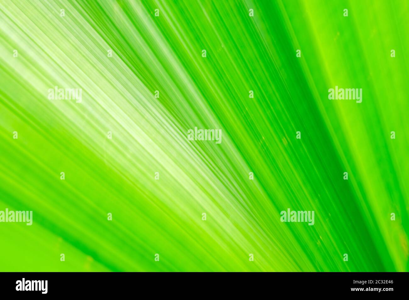 Green fan palm leaf on blurred motion background Stock Photo