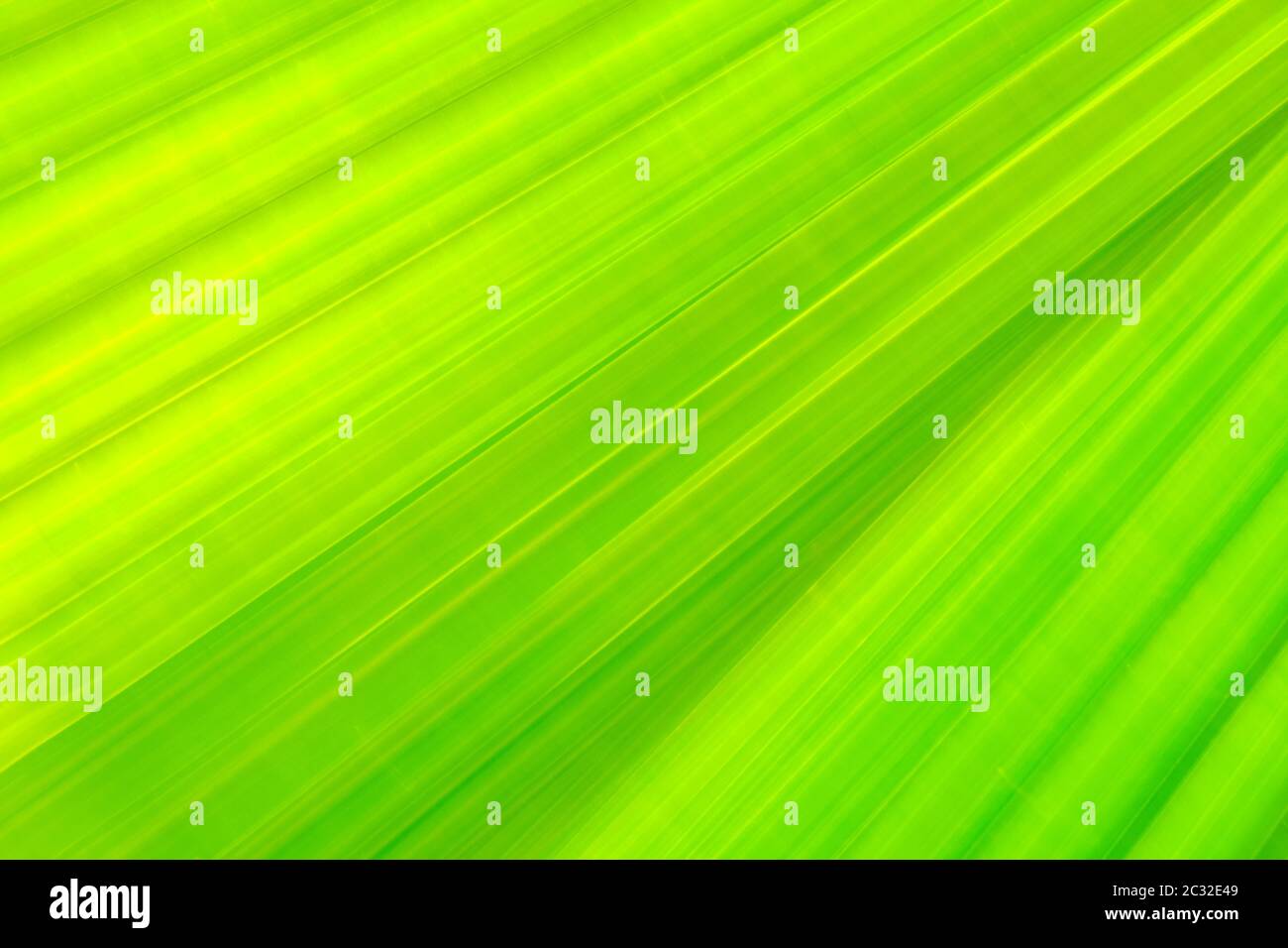 Green fan palm leaf on blurred motion background Stock Photo