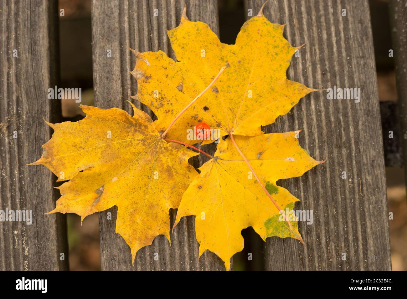 yellow maple leaf on the ground Stock Photo - Alamy