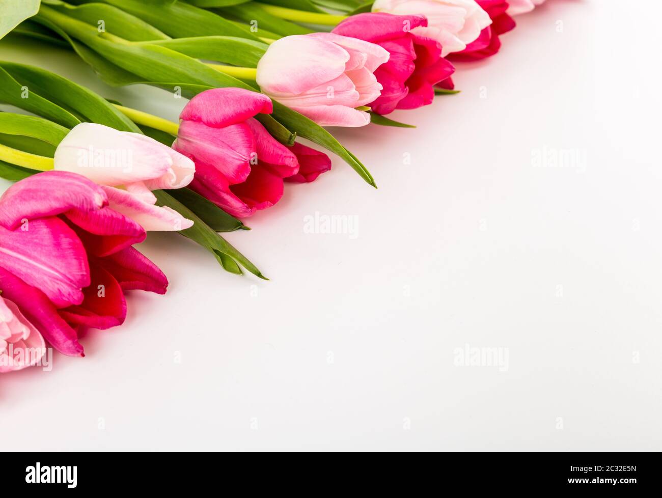 Fresh spring tulips on white Stock Photo