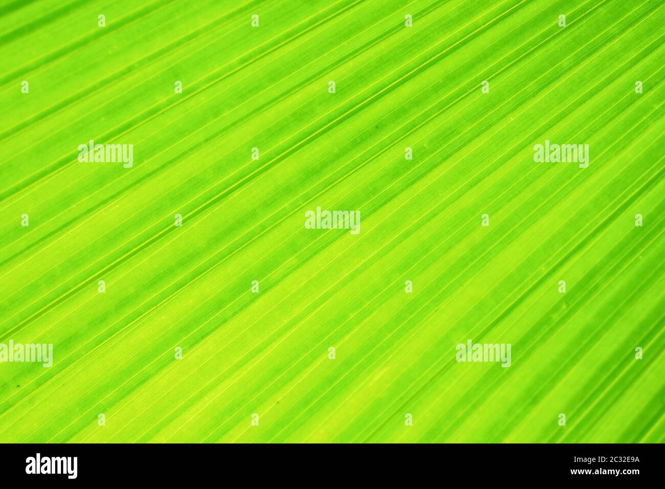 Green fan palm leaf on blurred motion background Stock Photo