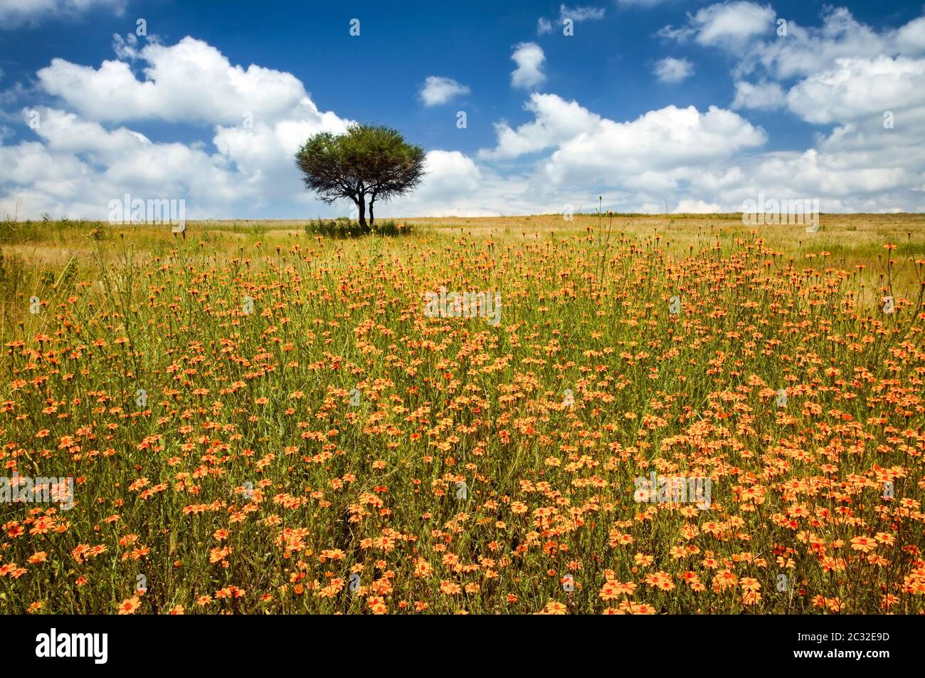 Field Of Wild Coreopsis On The Road To Zinapecuaro Michoacan Mexico Stock Photo Alamy