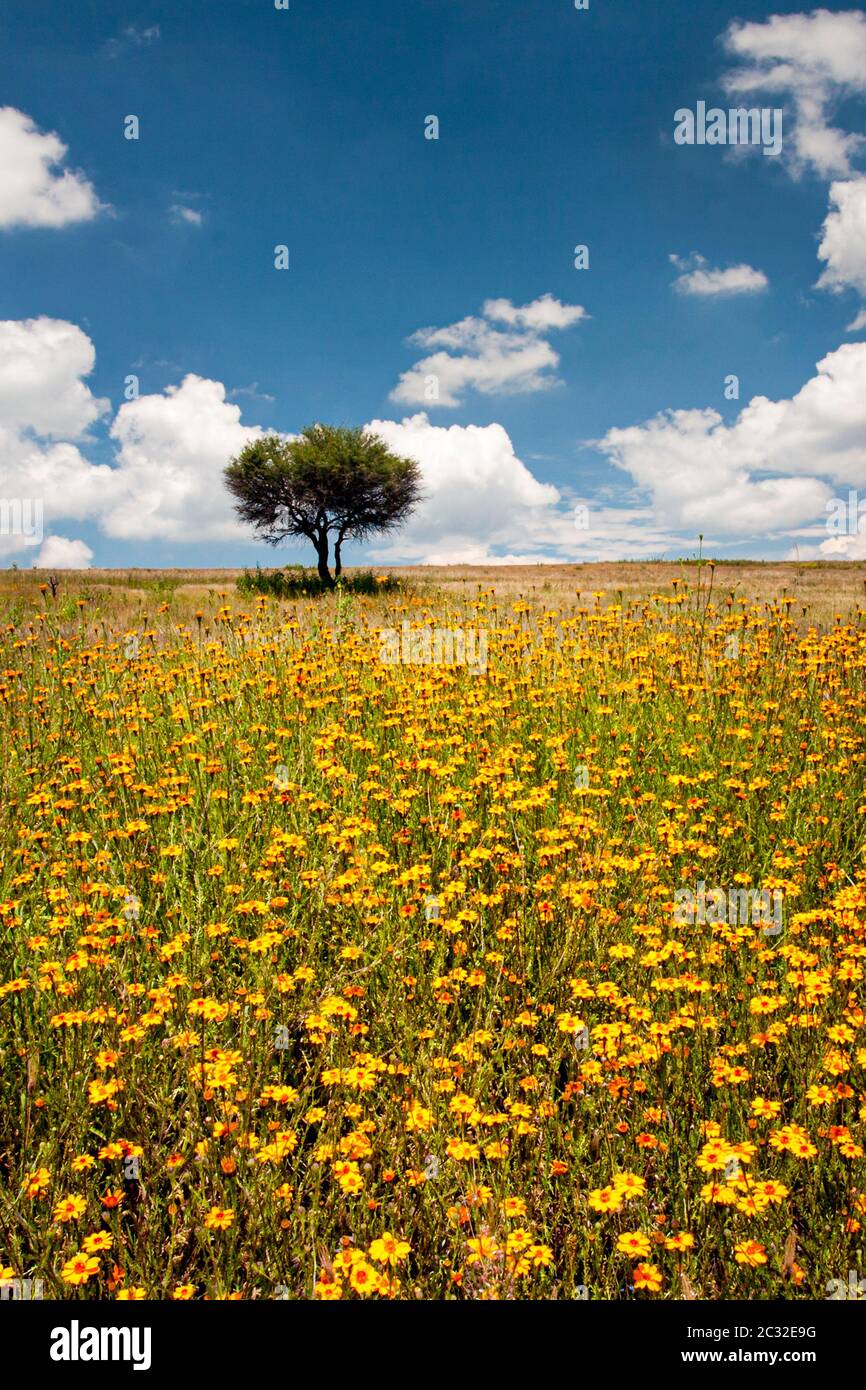 Field Of Wild Coreopsis On The Road To Zinapecuaro Michoacan Mexico Stock Photo Alamy