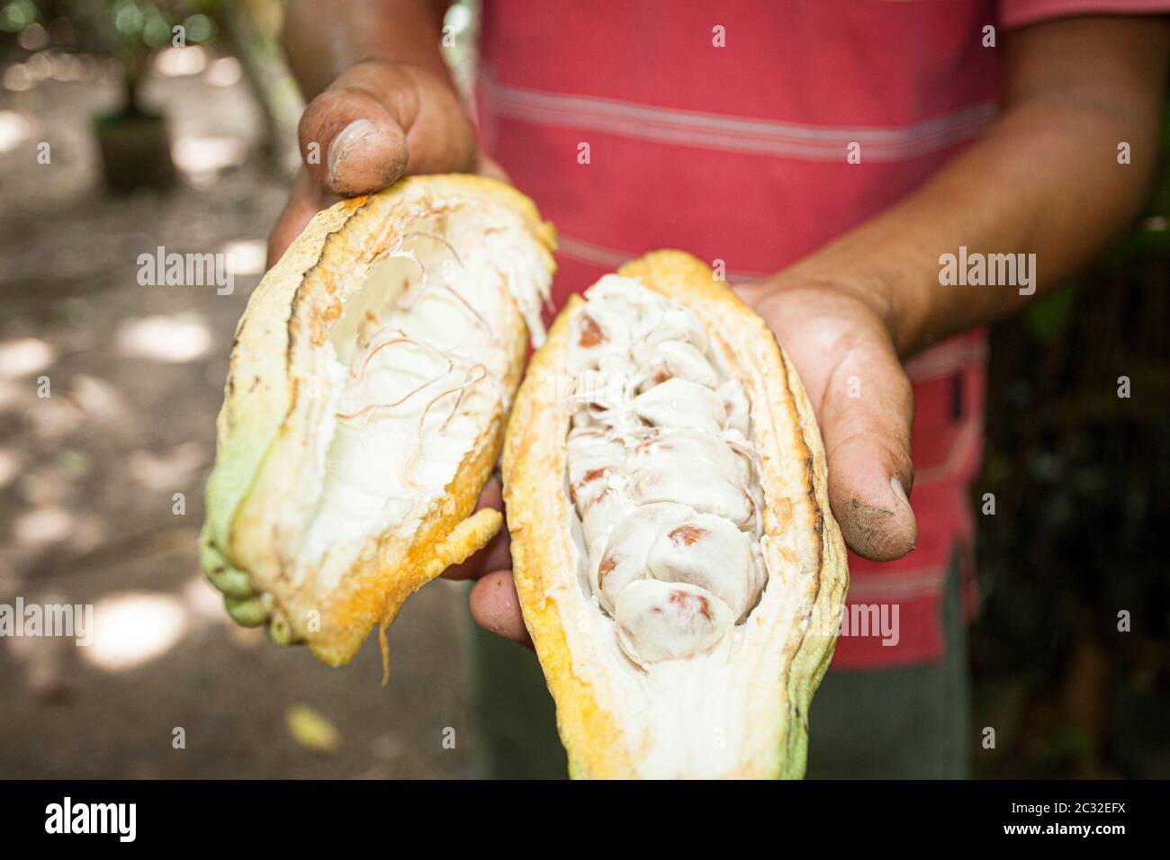 Raw cocoa fruit at the Hacienda Jesus Maria Cocoa plantation near
