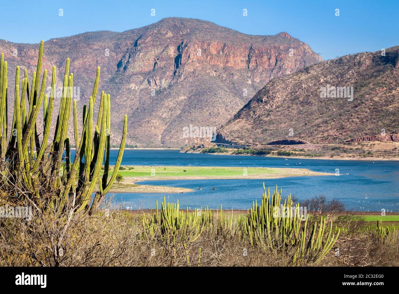 Cactus line the Infiernillo Dam in rural Michoacan, Mexico. Stock Photo