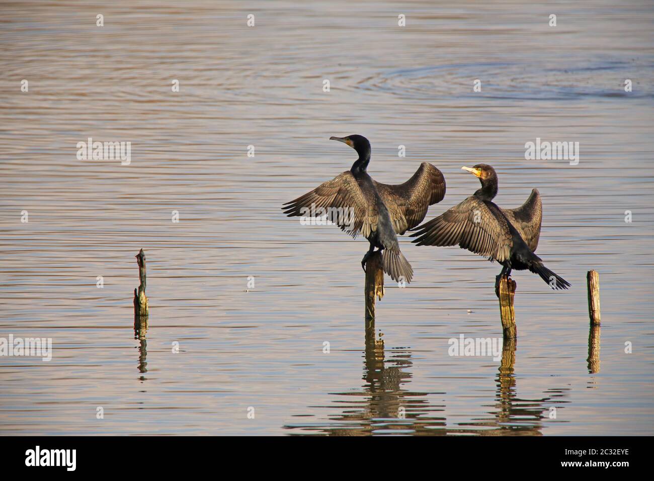 Two cormorants Phalacrocorax carbo in the Wagbach niederung Stock Photo