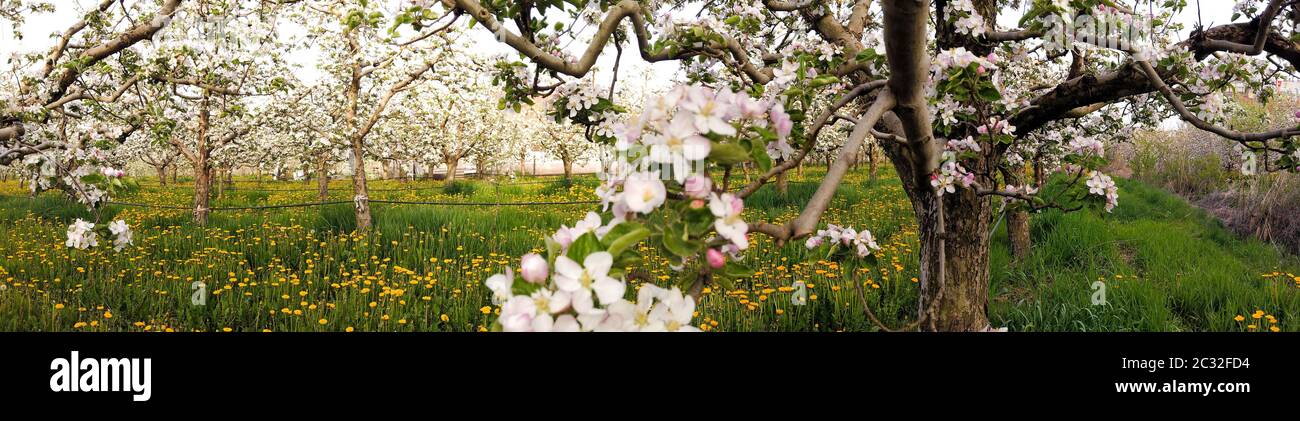 panorama of flowering apple orchard in spring, image Stock Photo