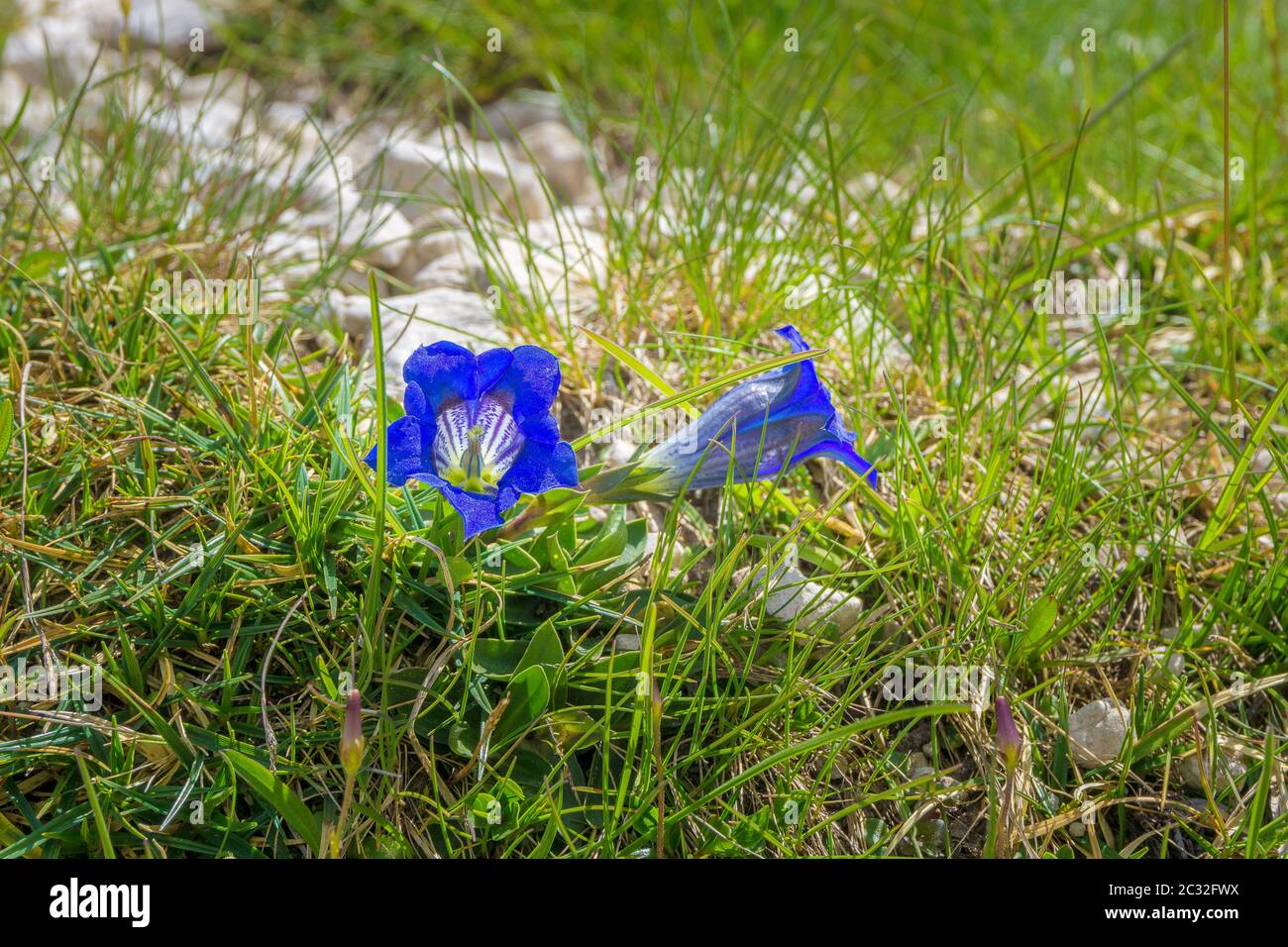 Blue Enzian Flower Stock Photo
