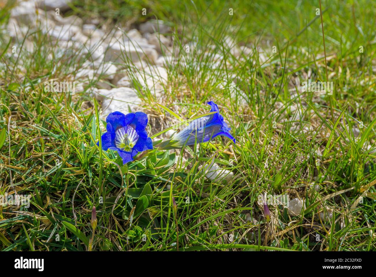 Blue Enzian Flower Stock Photo