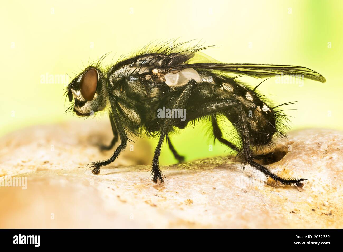 Focus Stacking photo of Common Flesh Fly on a leaf. Her Latin name is Sarcophaga carnaria. Stock Photo
