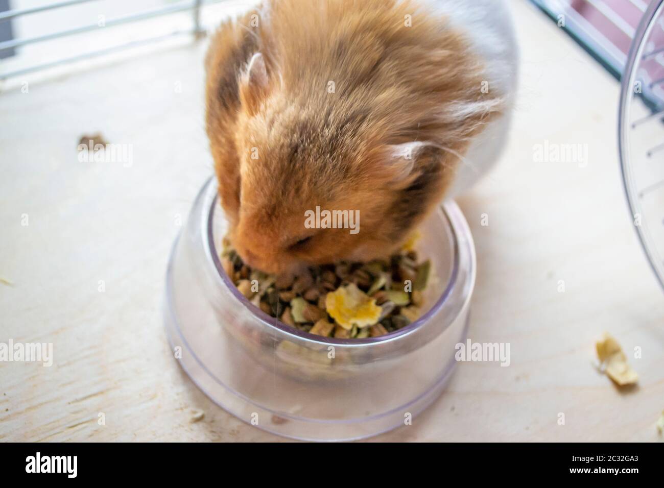 Syrian hamster eating from a food bowl in cage Stock Photo Alamy