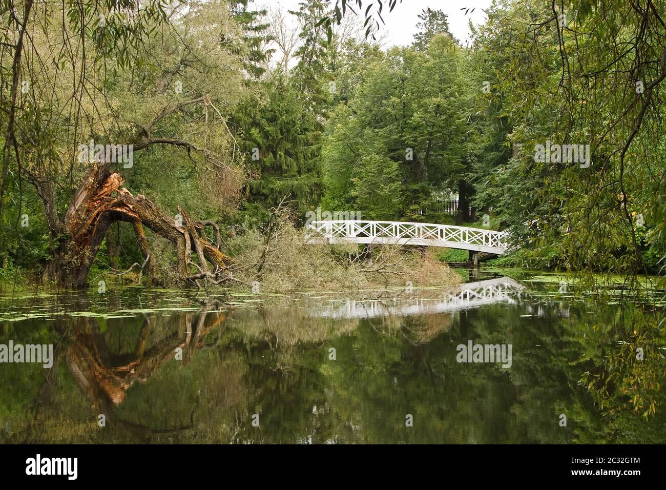 Landscape with pond and broken tree Stock Photo