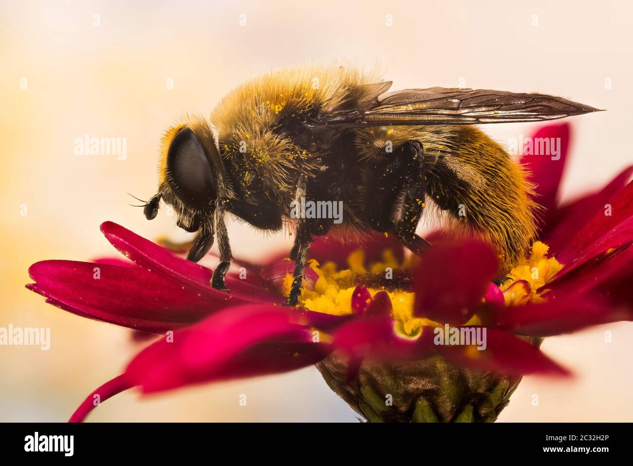Narcissus Bulb Fly High Resolution Stock Photography And Images Alamy