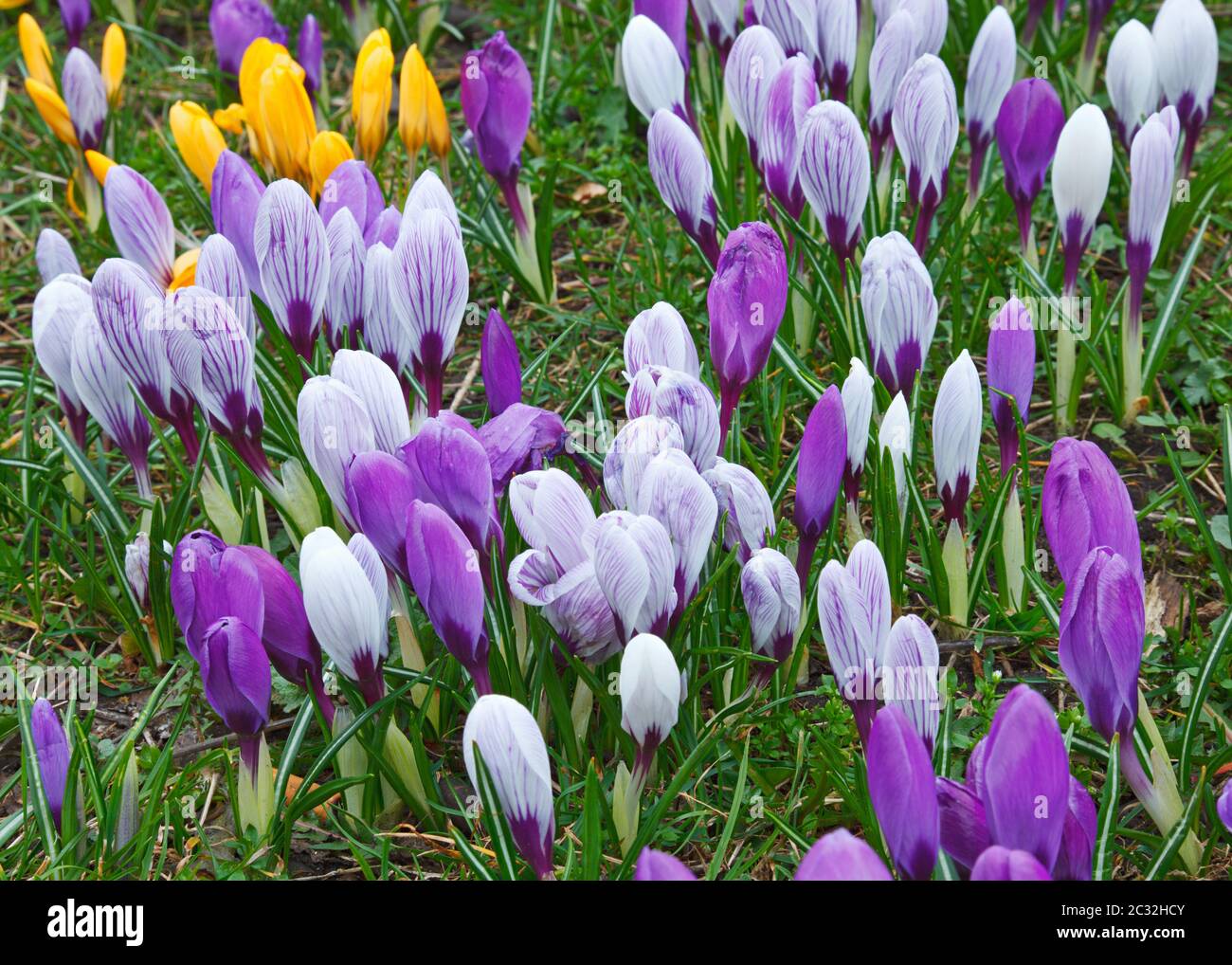 Plants flowers grass hi-res stock photography and images - Alamy