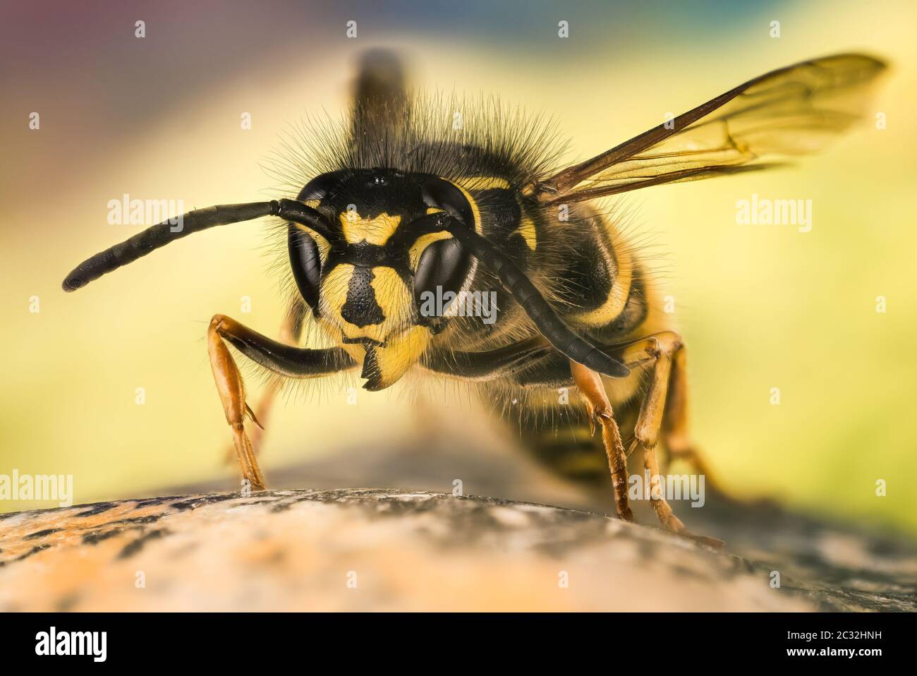 Close up picture of Common Wasp. Her Latin name is Vespula vulgaris. Stock Photo