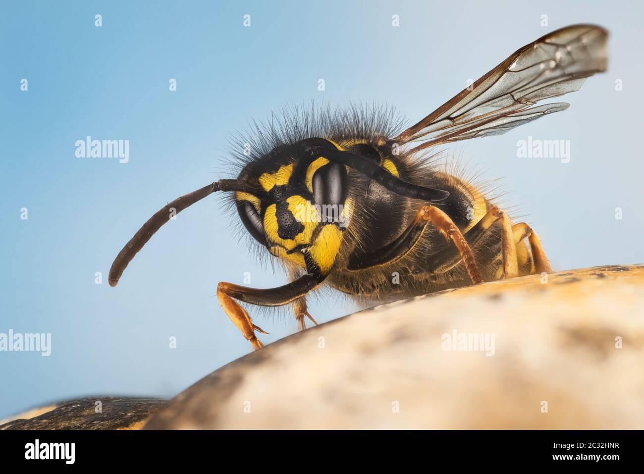 Close up picture of Common Wasp. Her Latin name is Vespula vulgaris. Stock Photo