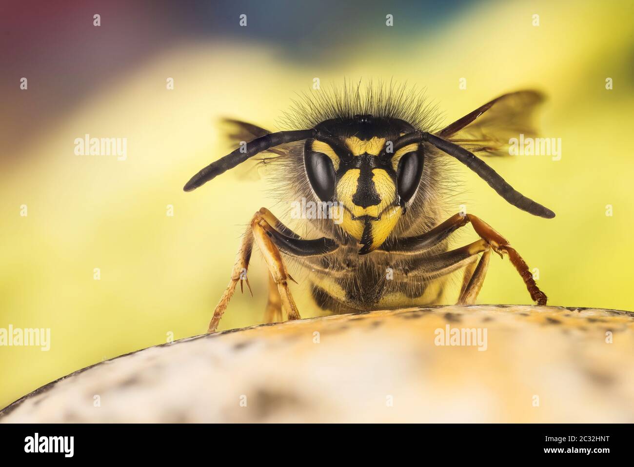 Close up picture of Common Wasp. Her Latin name is Vespula vulgaris. Stock Photo