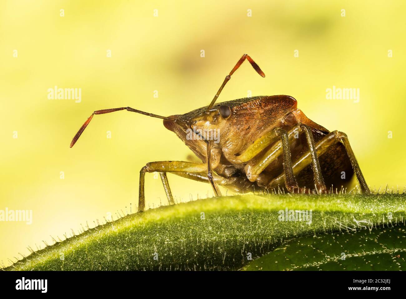Macro Focus Stacking portrait of Green Shield Bug. His Latin name is ...