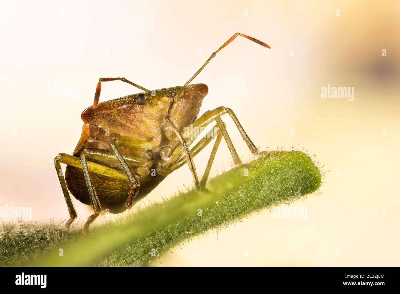 Macro Focus Stacking portrait of Green Shield Bug. His Latin name is ...