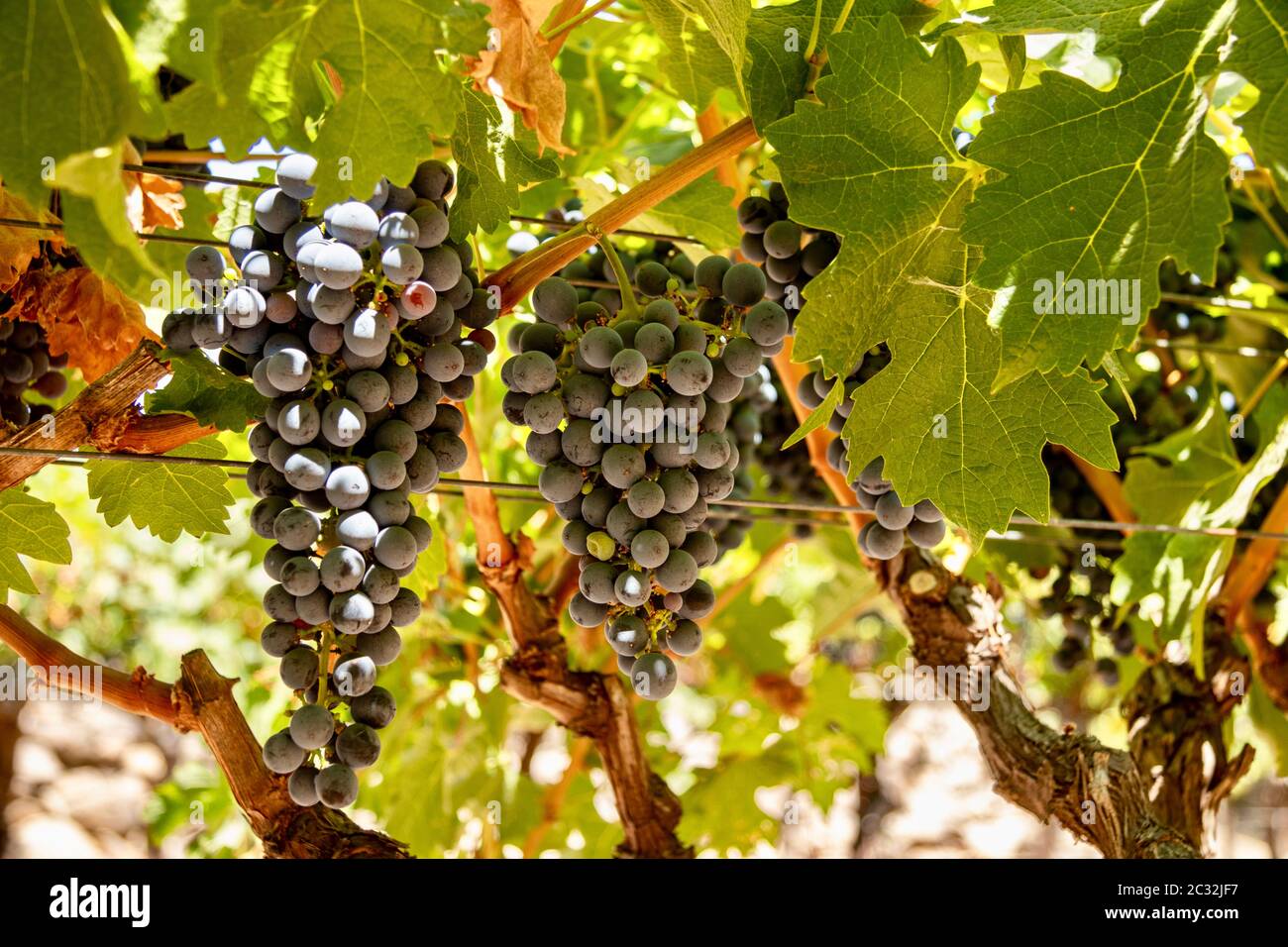 Wine grapes on grapevines in a vineyard Stock Photo Alamy