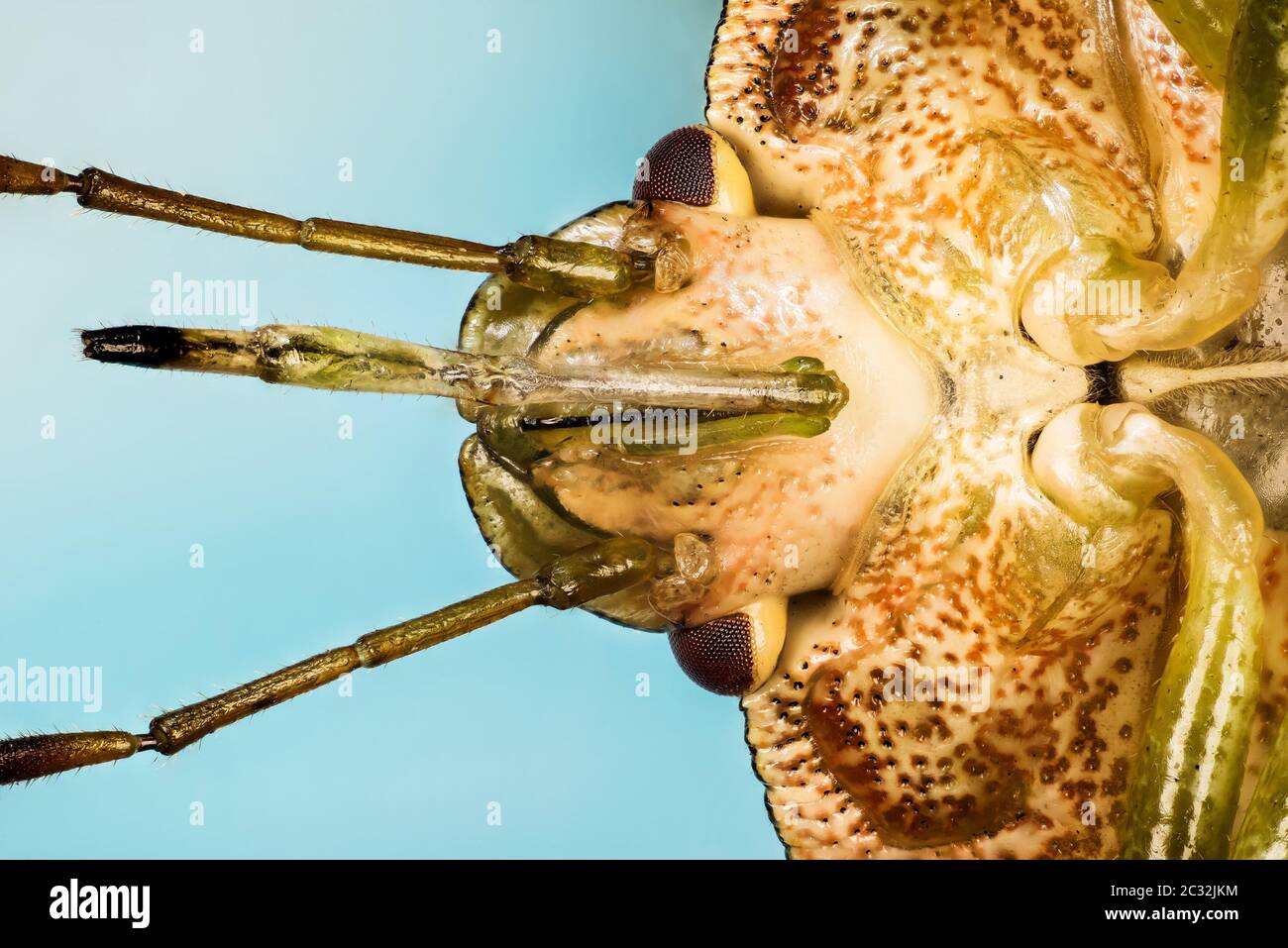 Macro Focus Stacking portrait of Green Shield Bug. His Latin name is ...