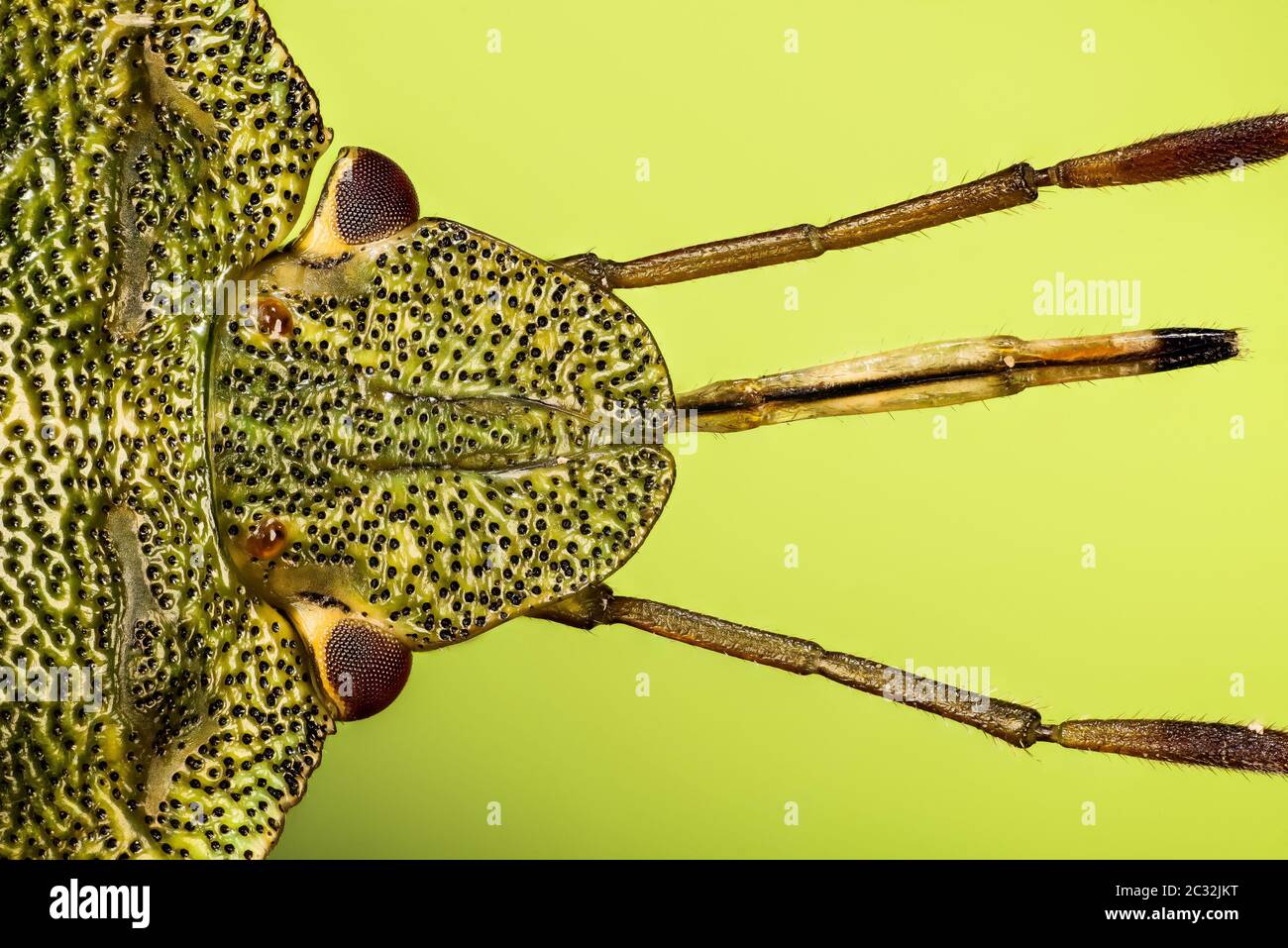 Macro Focus Stacking portrait of Green Shield Bug. His Latin name is ...