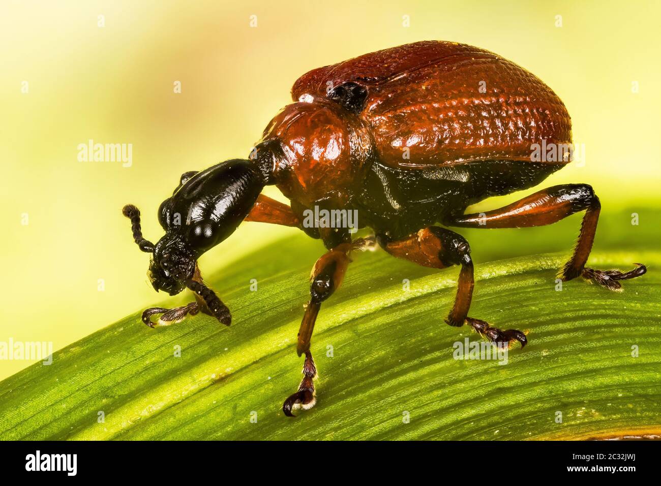 Hazel Leaf-roller, Hazel Leaf-rolling Weevil, Apoderus coryli, Attelabidae Stock Photo