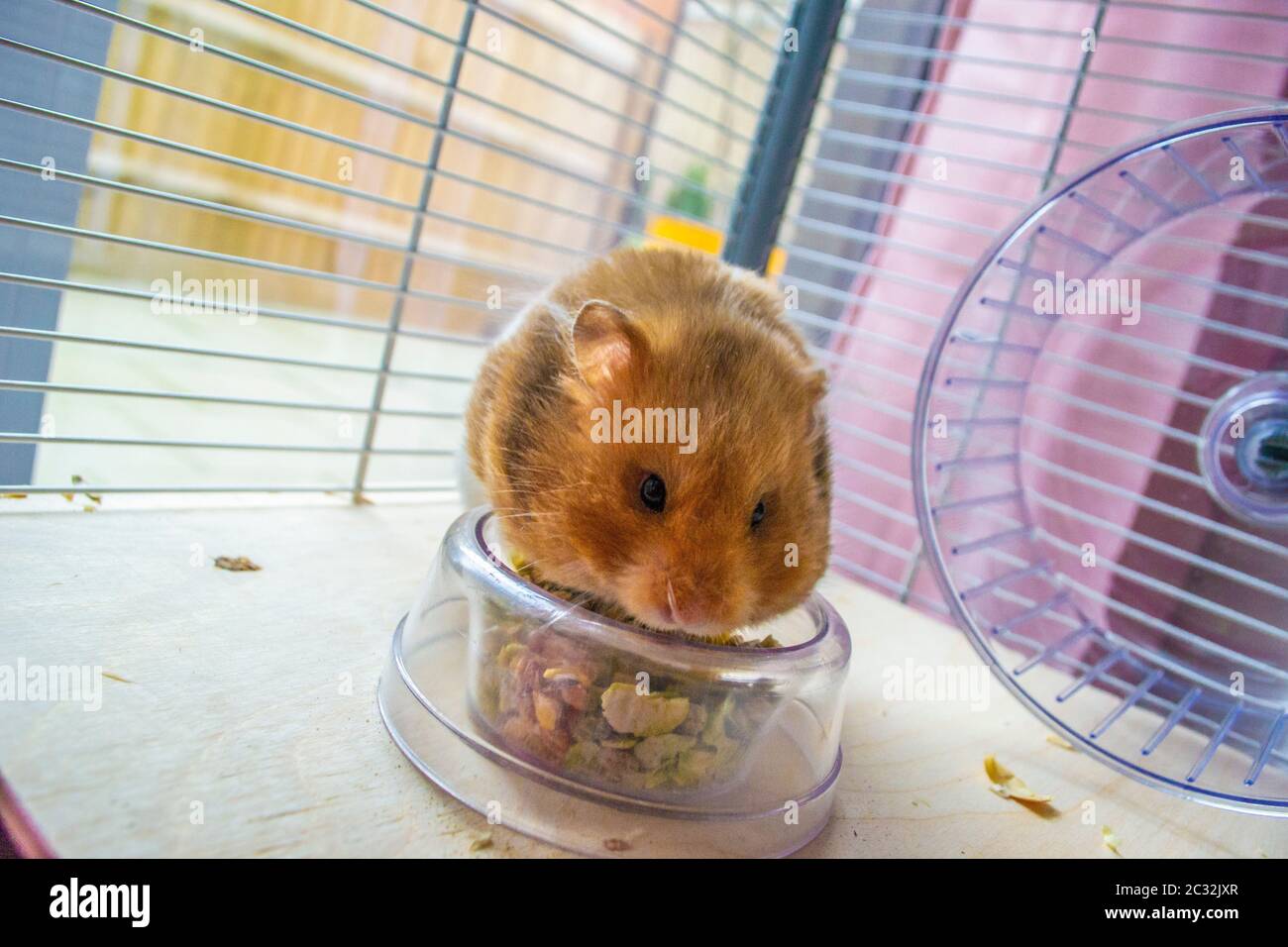 syrian hamster vegetables