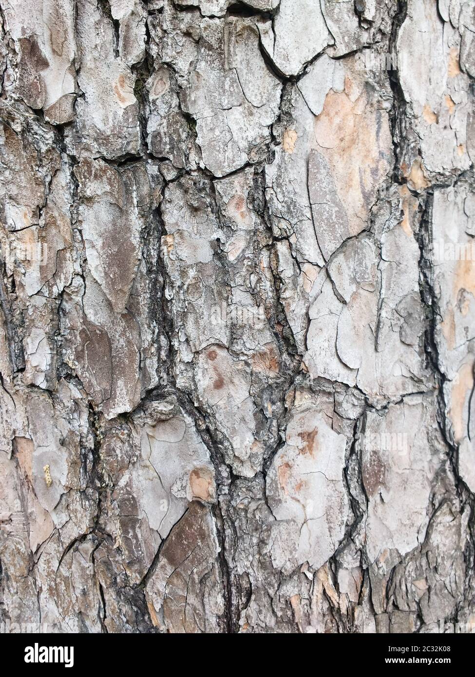Textured surface of dry cracked tree barking Stock Photo Alamy