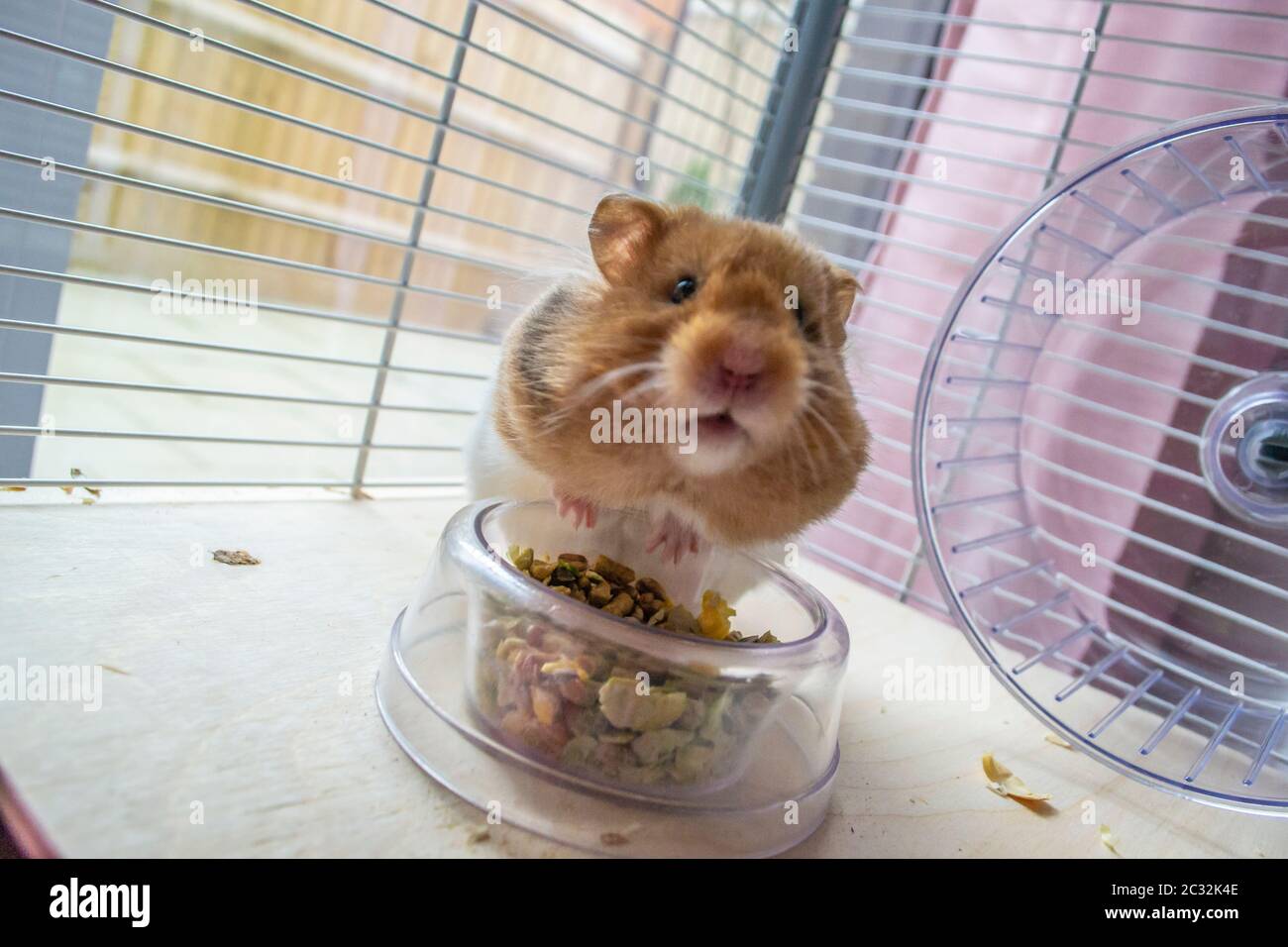 Syrian hamster eating from a food bowl in cage Stock Photo - Alamy