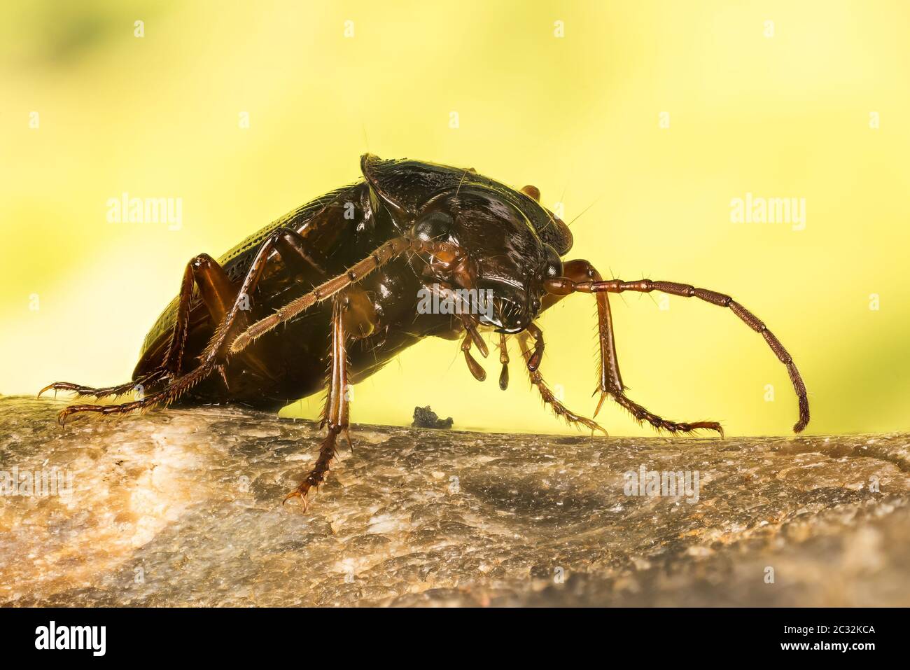BEETLES Nebria sp., Nebria brevicollis Stock Photo Alamy