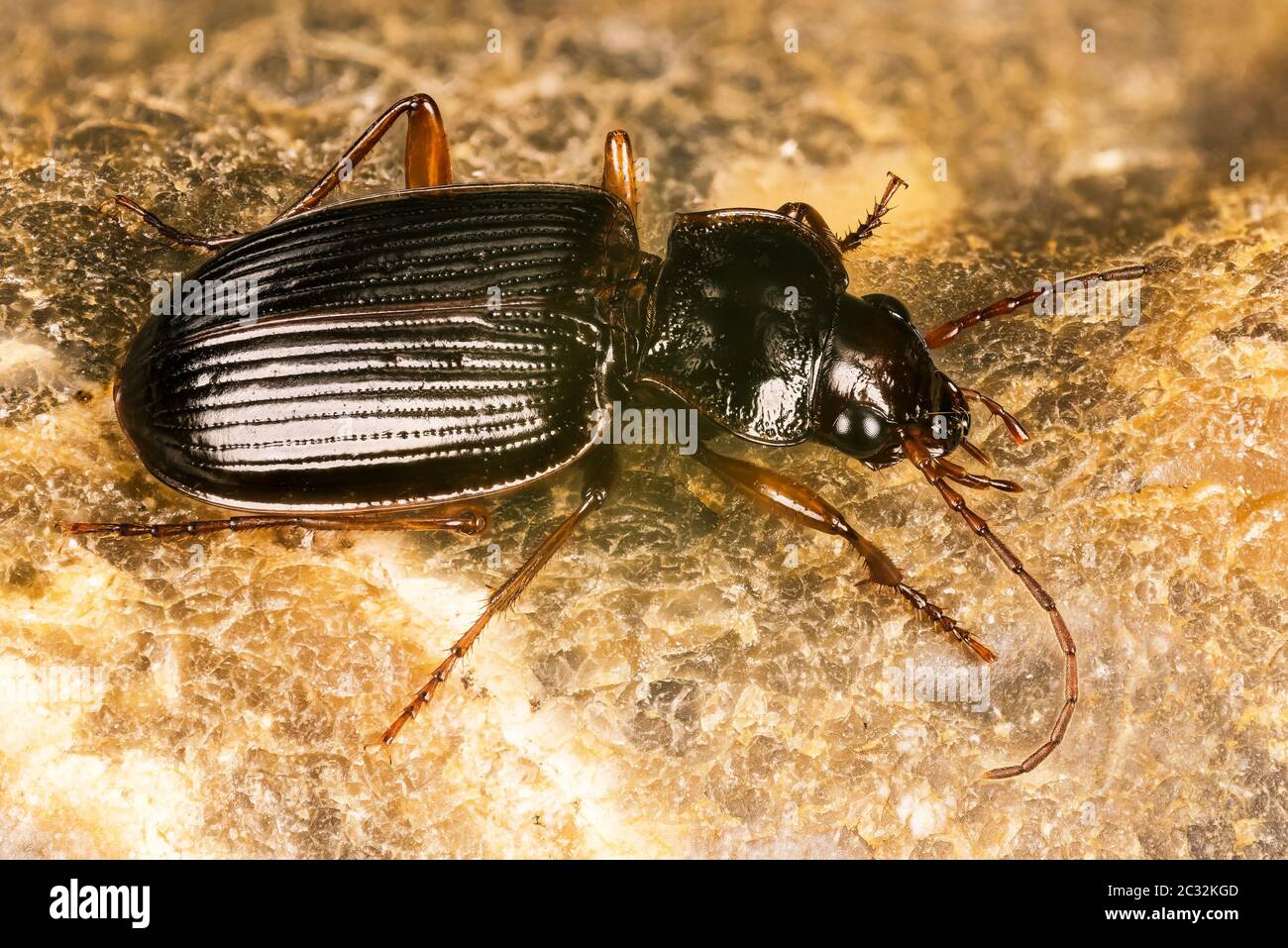 BEETLES Nebria sp., Nebria brevicollis Stock Photo Alamy