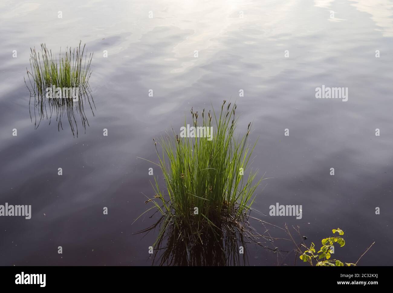 Beautiful landscape at the coast of a lake with a reflective water surface and some grass and reed Stock Photo