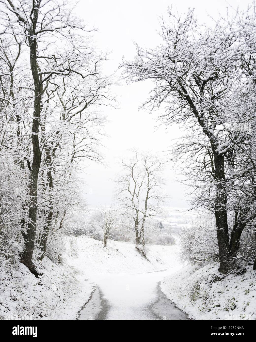Trees and country road covered with snow in winter Stock Photo - Alamy