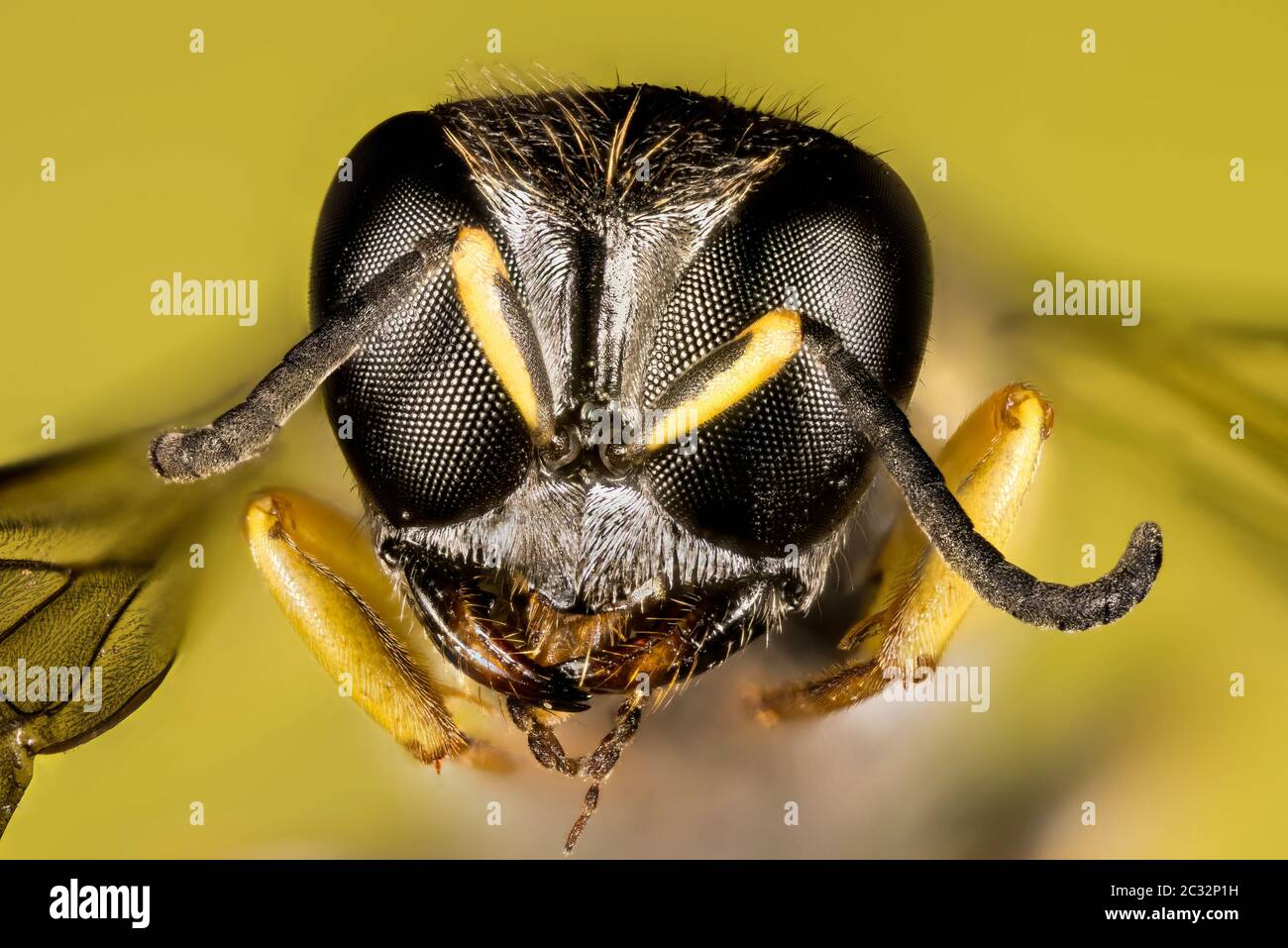 Focus Stacking portrait of Square-headed Wasp. Her Latin name is Ectemnius continuus Stock Photo