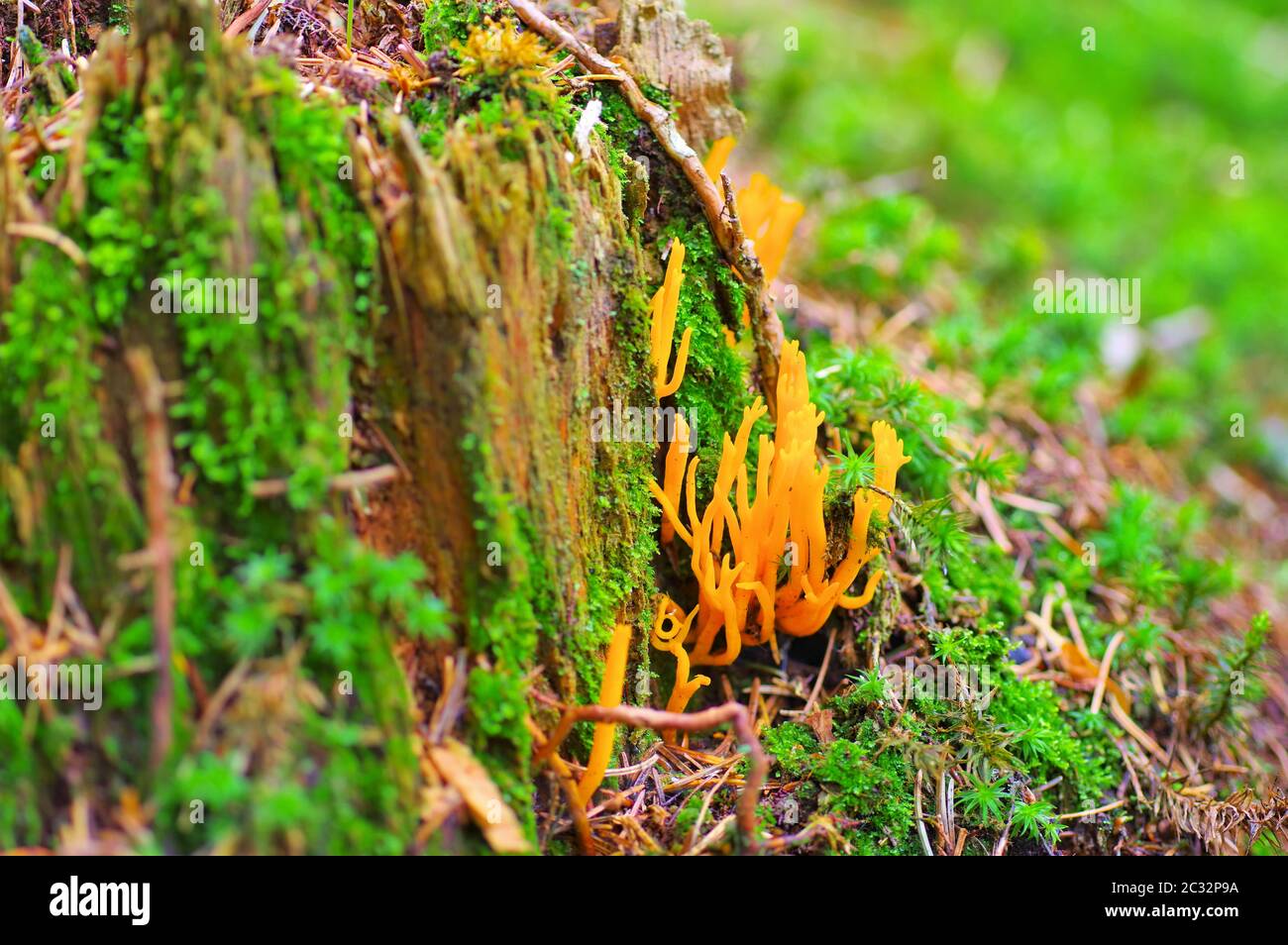 CALOCERA FURCATA, a fungal genus in the Dacrymycetes order in autumn forest Stock Photo