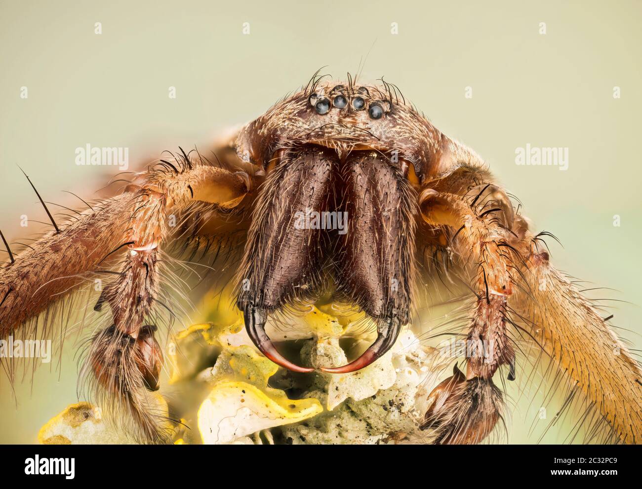 Macro focus stacking shot of female Giant House Spider. His Latin name is Eratigena atrica. Stock Photo