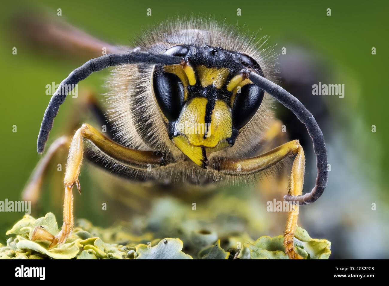 Macro Stacking Focus portrait of Common Wasp. Her Latin name is Vespula vulgaris. Stock Photo