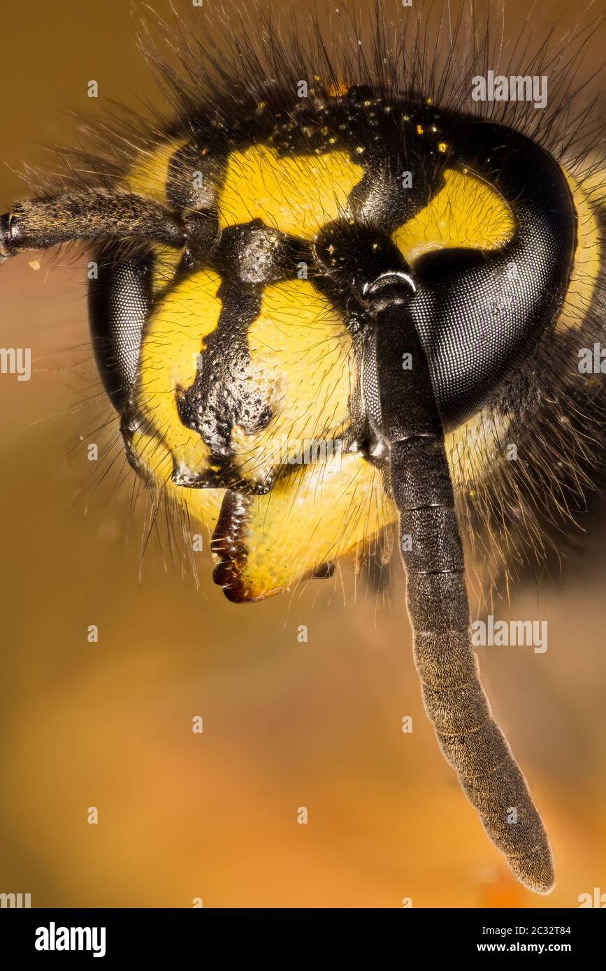 Macro Stacking Focus portrait of Common Wasp. Her Latin name is Vespula vulgaris. Stock Photo