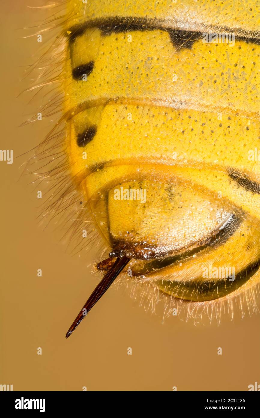 Macro Stacking Focus shot of STING of Common Wasp. Her Latin name is Vespula vulgaris. Stock Photo