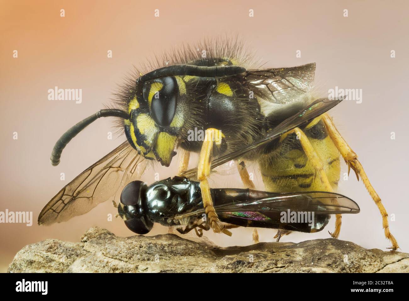 Macro Stacking Focus portrait of Common Wasp. Her Latin name is Vespula vulgaris. Stock Photo