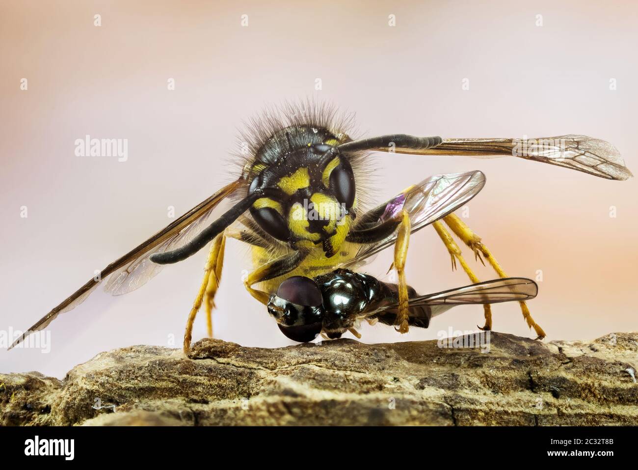 Macro Stacking Focus portrait of Common Wasp. Her Latin name is Vespula vulgaris. Stock Photo
