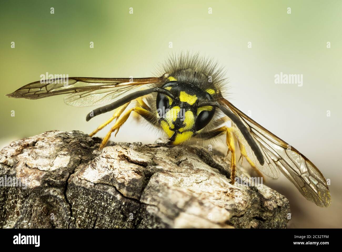 Macro Stacking Focus portrait of Common Wasp. Her Latin name is Vespula vulgaris. Stock Photo