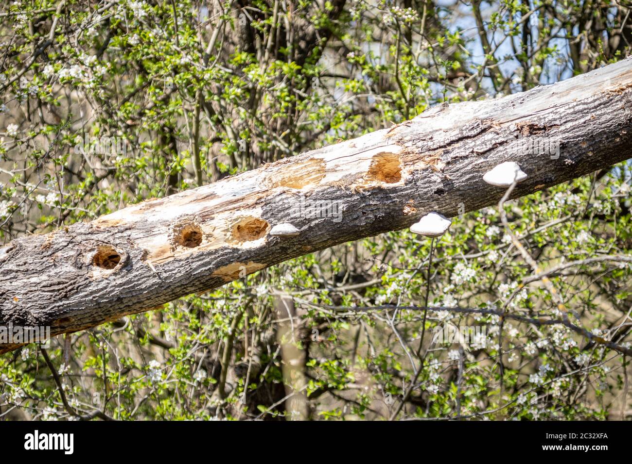 Holes in a fallen tree Stock Photo - Alamy